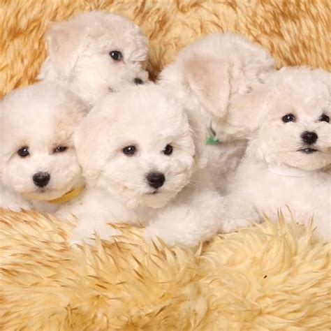 Males Females Available. . Puppies for sale in oklahoma
